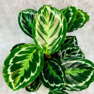 Calathea roseopicta Medallion