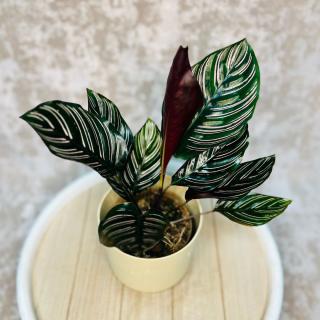 Calathea sanderiana  Ornata