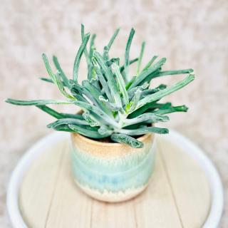 Cotyledon Green