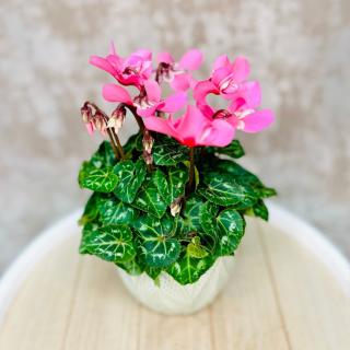 Cyclamen Djix Pink