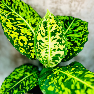 Dieffenbachia Reflector