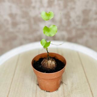 Dioscorea elephantipes