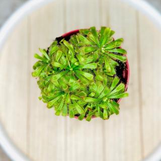 Drosera Aliciae