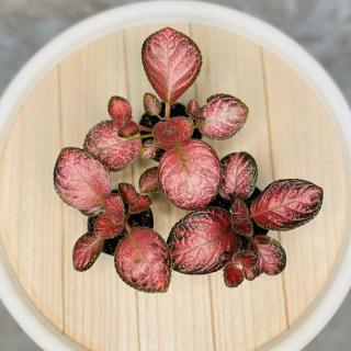 Episcia Malayan baby