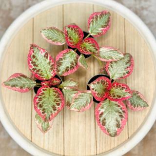 Episcia Pink Brocade baby