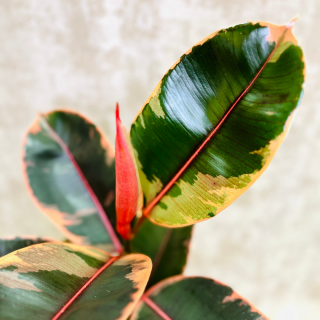 Ficus elastica Belize