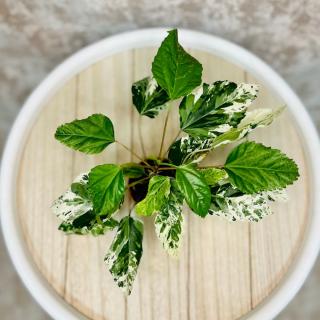 Hibiscus rosa sin. variegata (panašovaná čínska ruža) baby