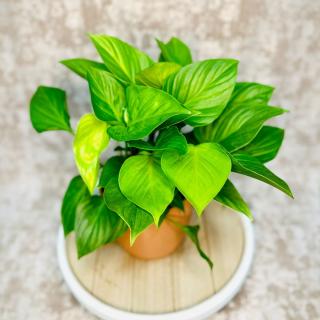 Homalomena Lemon Lime