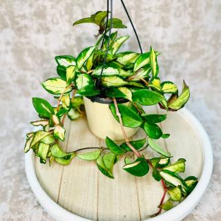 Hoya carnosa Tricolor