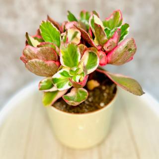 Kalanchoe variegata multicolor