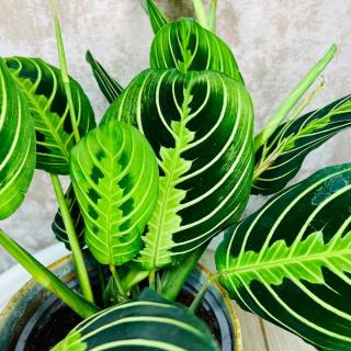 Maranta leuconeura Lemon Lime