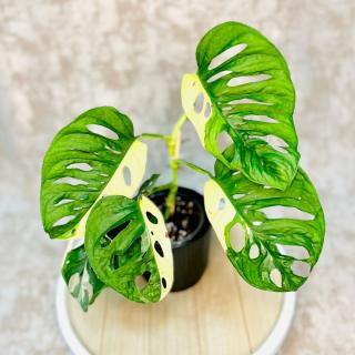 Monstera adansonii Japanese Tricolor Variant: 4