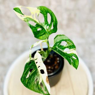 Monstera adansonii Japanese Tricolor Variant: 7