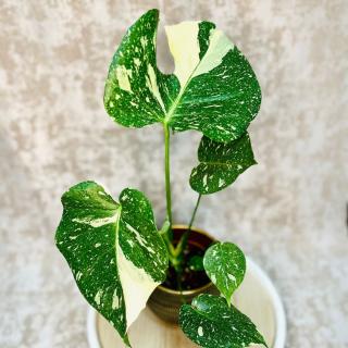 Monstera deliciosa Thai Constellation Variant: 4