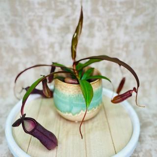 Nepenthes Rebecca