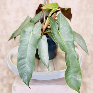 Philodendron atabepoense Silver