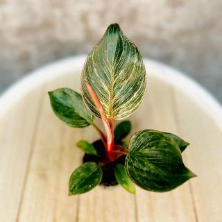 Philodendron Birkin Pink baby