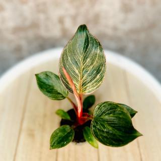 Philodendron erubescens  Pink Birkin  baby