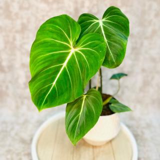 Philodendron gloriosum