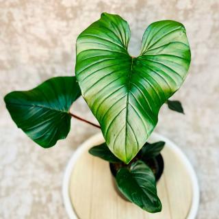 Philodendron Squamiferum x Serpens