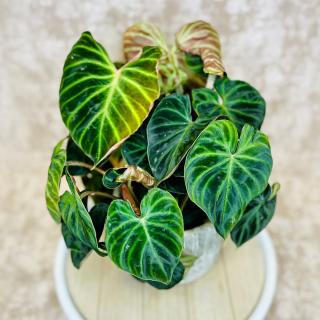 Philodendron verrucosum Incensi