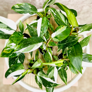 Philodendron White Princess baby