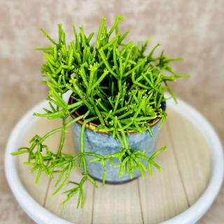 Rhipsalis - viacero druhov Variant: 3