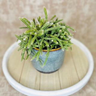 Rhipsalis - viacero druhov Variant: 8