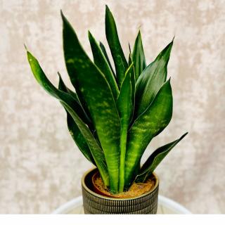 Sansevieria  Black Diamond