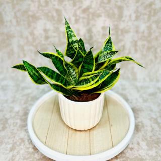 Sansevieria Dragon Tongu