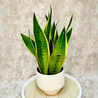 Sansevieria trifasciata White Snow