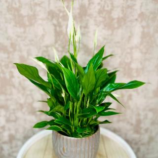 Spathiphyllum - lopatkovec Veľkosť: Menšia