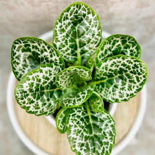 Streptocarpus Pretty Turtle