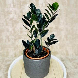 Zamioculcas  Raven