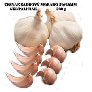 Cesnak Sadbový MORADO 50-60 mm 5 KS PALIČIAK PRO-32000