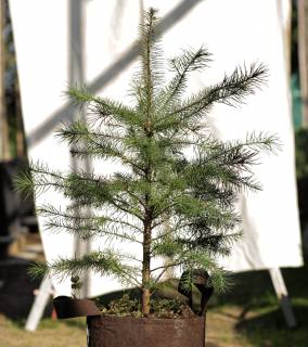 Duglaska tisolistá Strom: Plstené vrecko 70-90cm