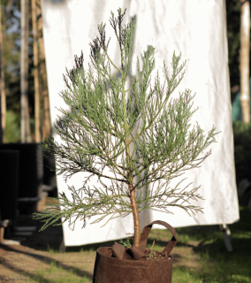 Sekvojovec mamutí 70-80 cm Strom: Plstené vrecko