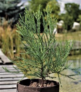 Sekvojovec mamutí sadenica Strom: Plastový kvetináč 20-30cm