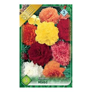 Begonia - Fimbriata mixed PRO-301632