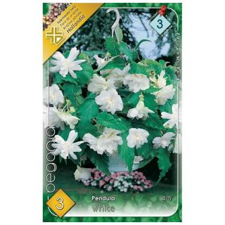 Begonia pendula - Pendula white PRO - J269