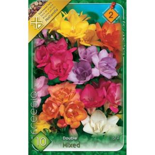 Freesia Double - Freesia double mixed PRO - J265