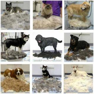 Furminator Kefa pre psov a mačky (-50%)