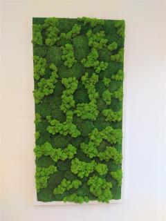 Machový obraz- kopčekový mach 120cm x 60cm