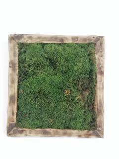 Machový obraz- lesný mach 35cm x 35cm