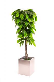 Orech zelený 200 cm