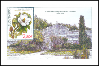 Hárček - Ochrana prírody: Botanická záhrada UPJŠ v Košiciach – magnólia veľkokvetá