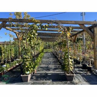 Aktinídia kiwi (actinidia deliciosa) ´HAYWARD ´ - výška 200 cm, kont. 2x C60L – BRÁNA (-15°C)