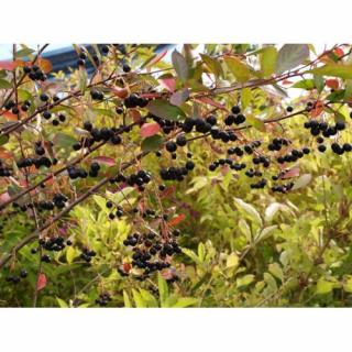 Arónia čiernoplodá (Aronia melanocarpa) ´HUGIN´ - výška 60-70 cm; kont. C15L
