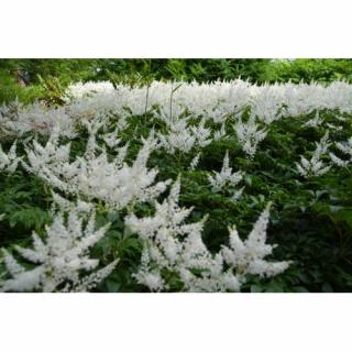 Astilba arendsová (Astilbe Arendsii) ´DIAMANT´ kont. C1.5L