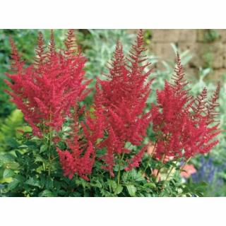 Astilba arendsová (Astilbe Arendsii) ´SPINELL´ kont. C1.5L